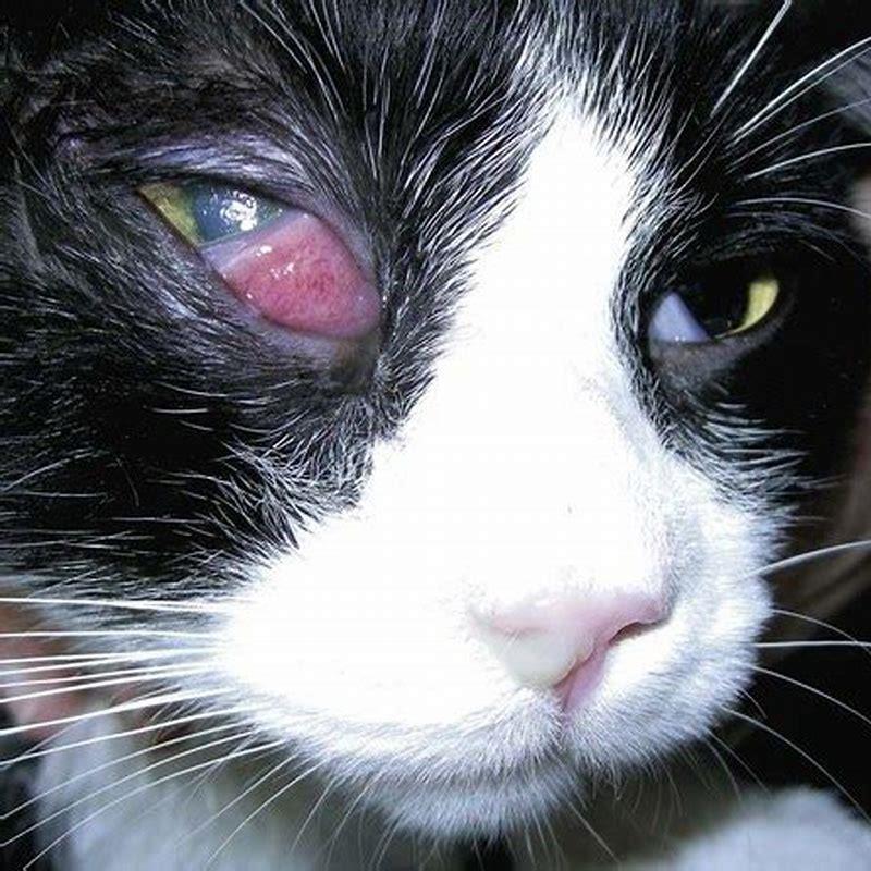 How do you treat a cat with a third eyelid?