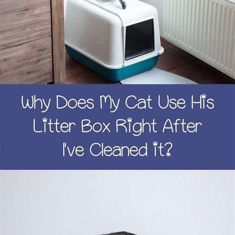 How does a cat know where the litter box is?