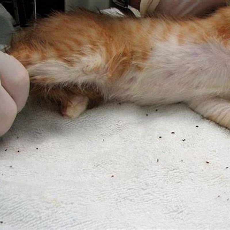 How does a indoor cat get fleas?