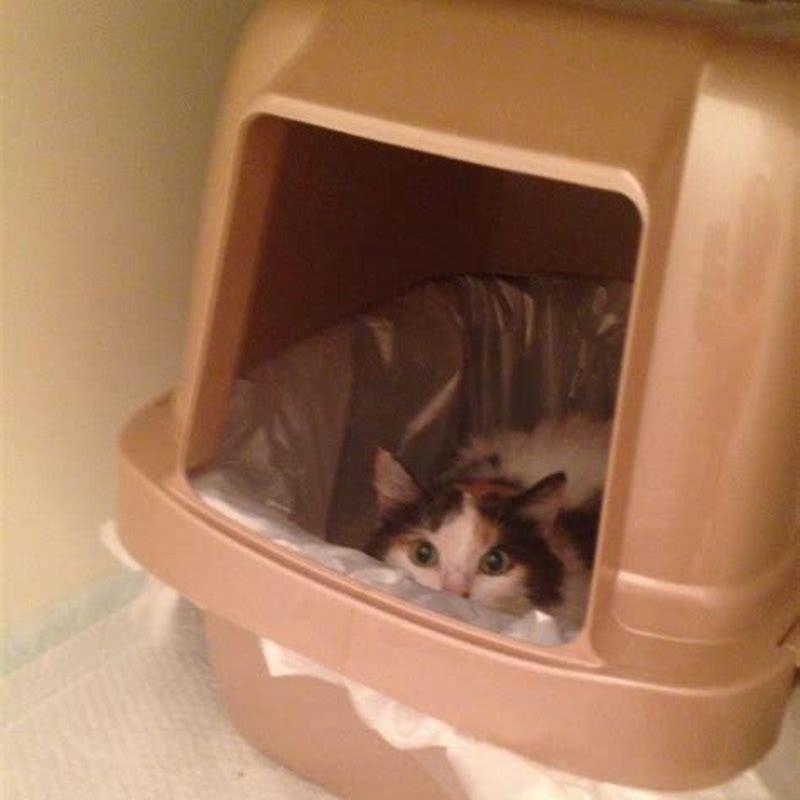 how-does-a-new-cat-know-where-the-litter-box-is-diy-seattle