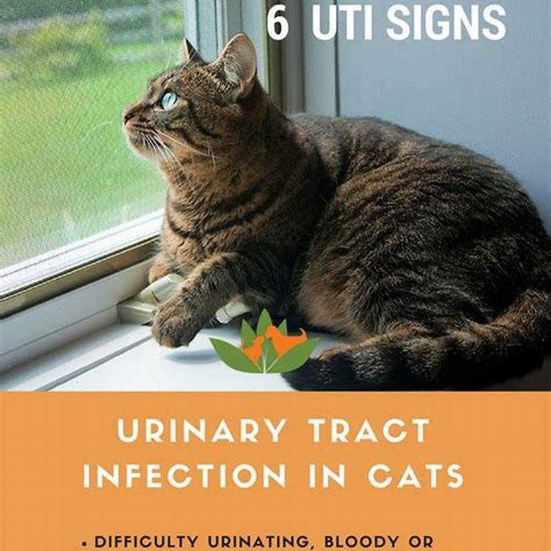 How does an indoor cat get a UTI? - DIY Seattle