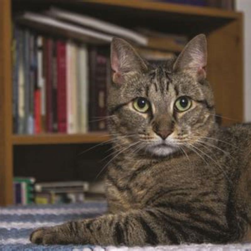 How does an indoor cat get FeLV?