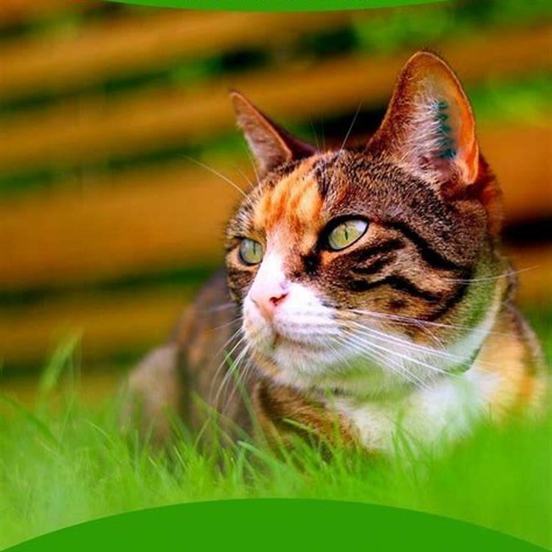 How does Cheristin work on cats?