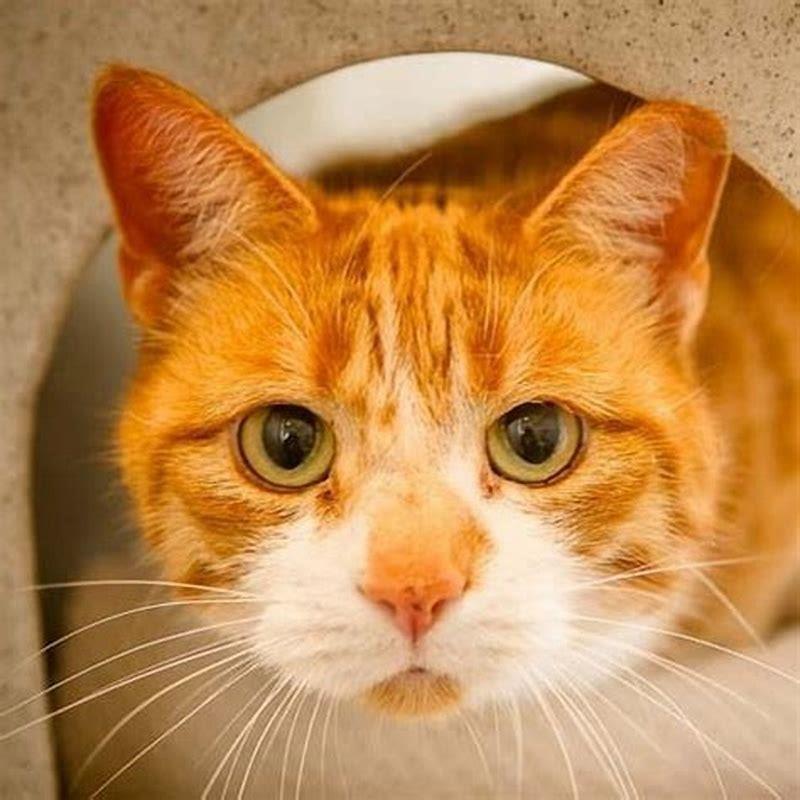 How does rehoming affect a cat?