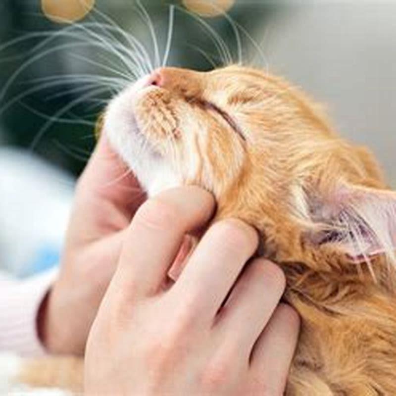 how-fast-should-a-cat-breathe-when-purring-diy-seattle