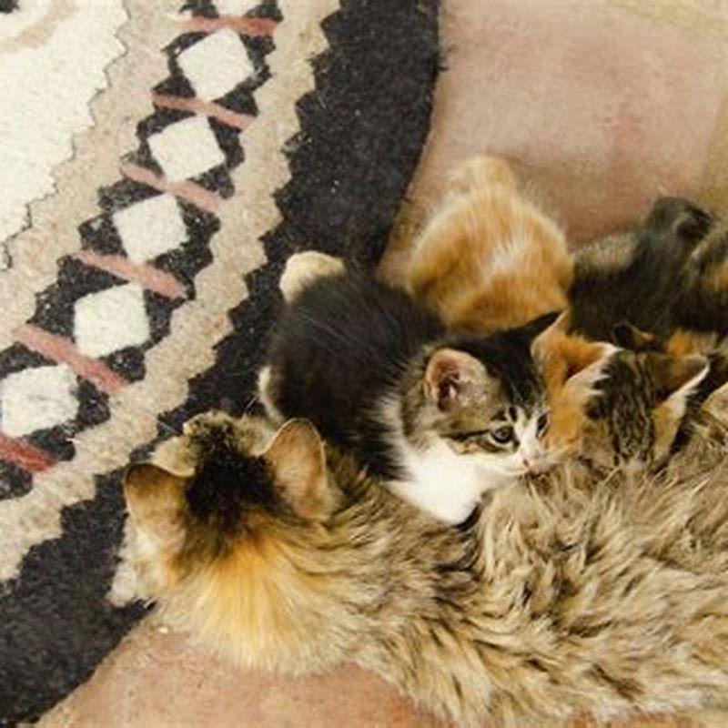 How long after having kittens can a cat get pregnant?