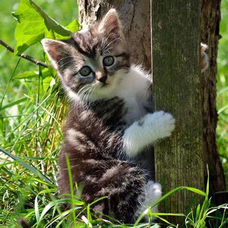 How long do cats in the wild live?
