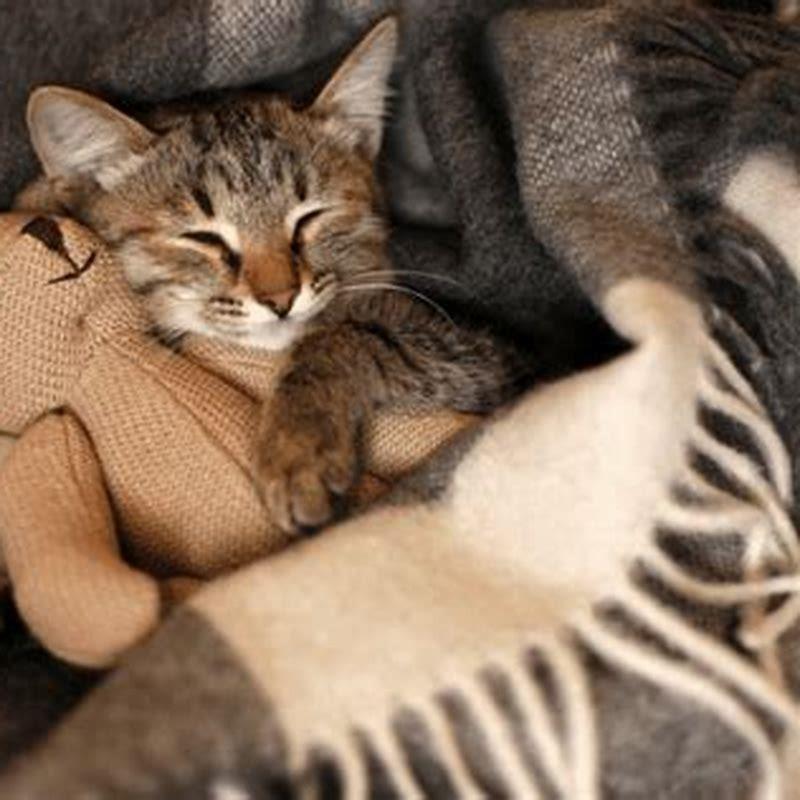 How long do cats sleep at a time?