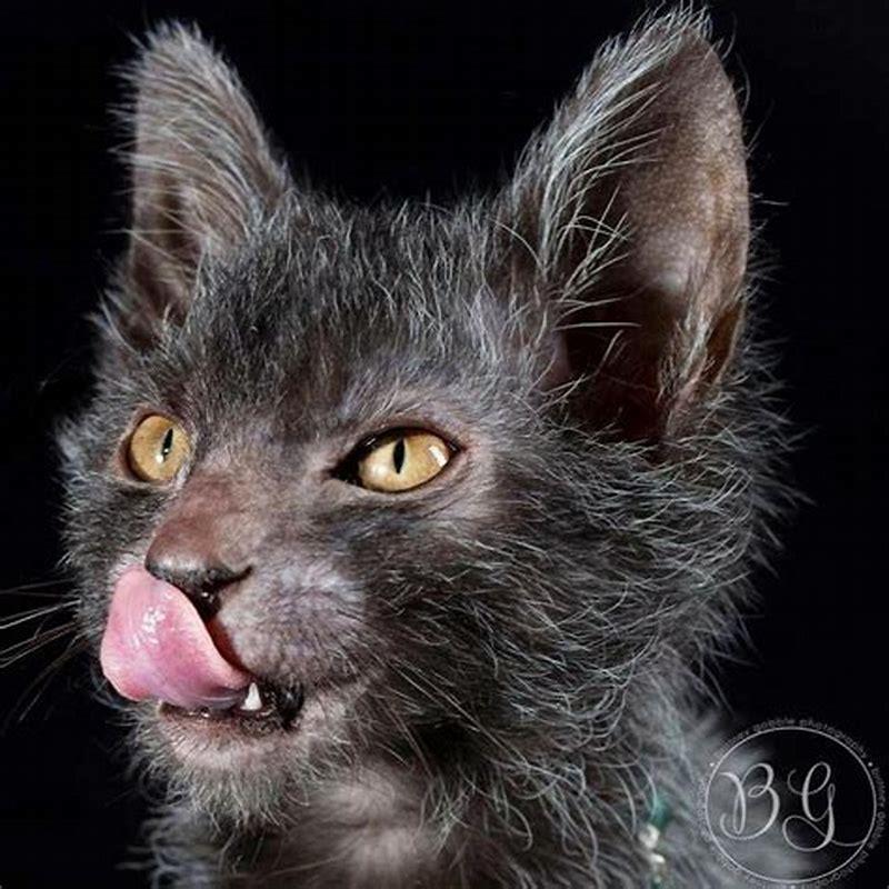 How long do Lykoi cats live?