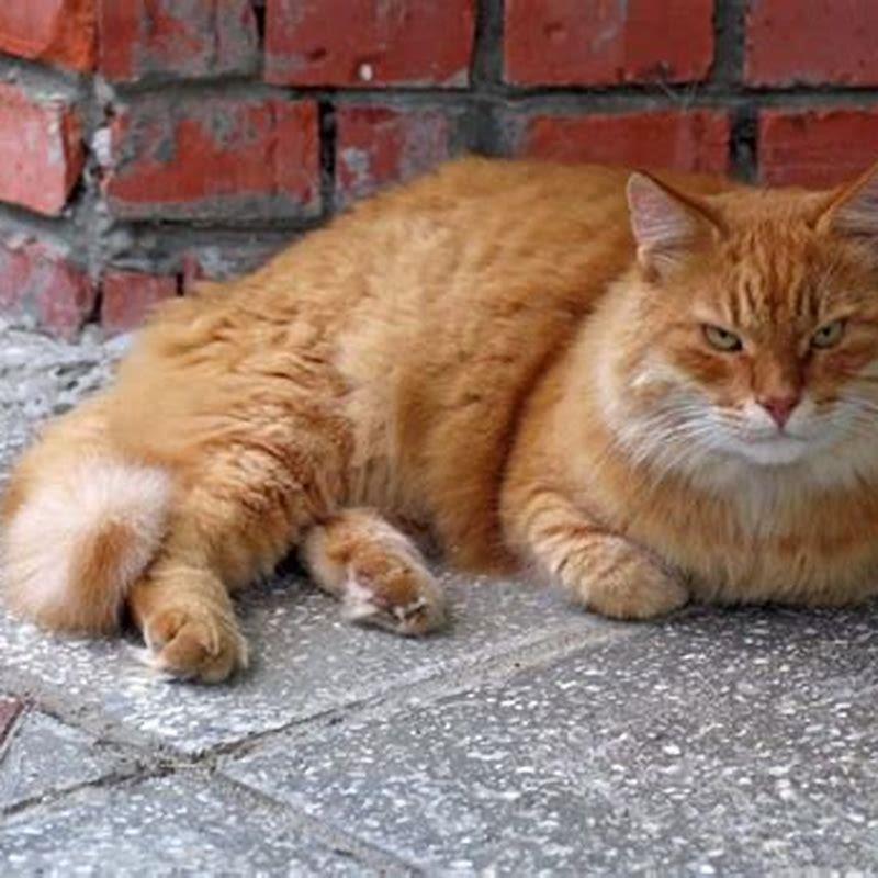 How long do outdoor cats live at home?