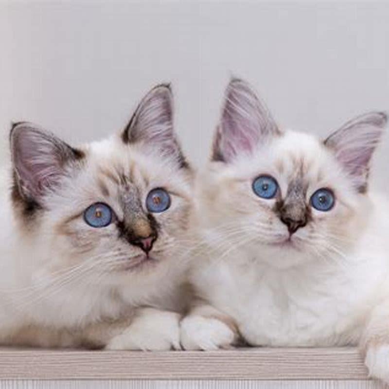 How long does a Birman cat live?