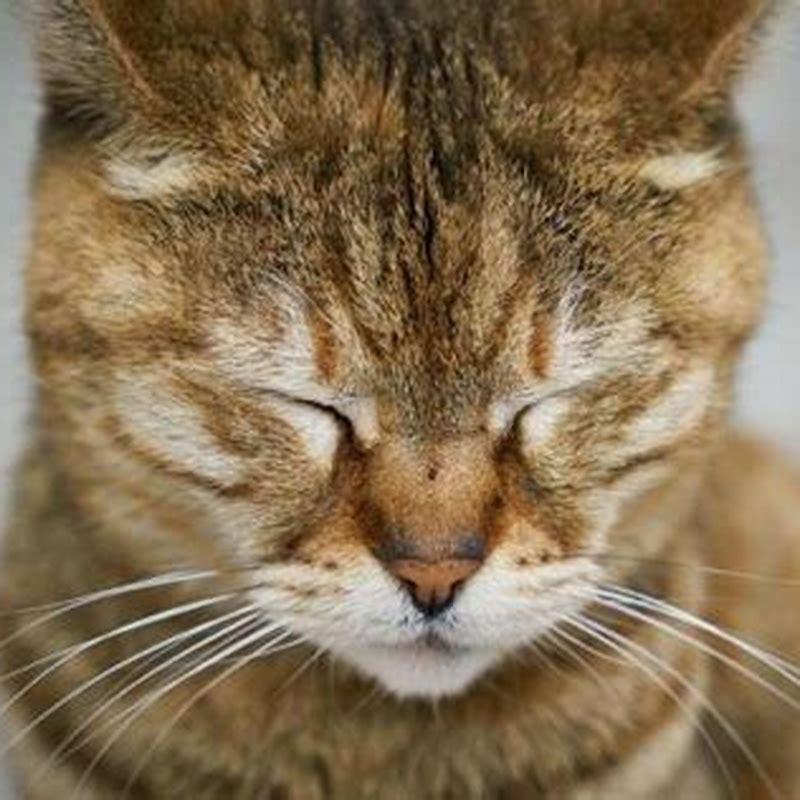 How long does a cat live with renal failure?
