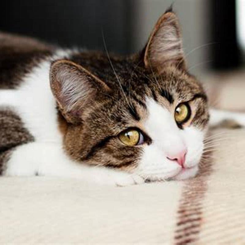 How long does a cat with ringworm need to be quarantined?