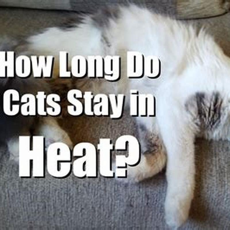 How long does a kittens first heat last? - DIY Seattle