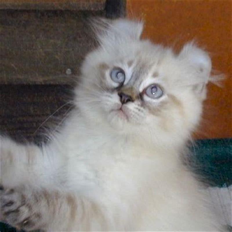 How long does an American Curl cat live?