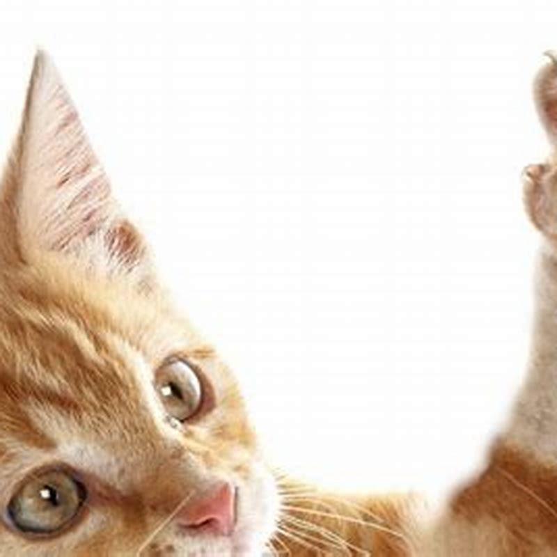 How long does it take cats claw to work?