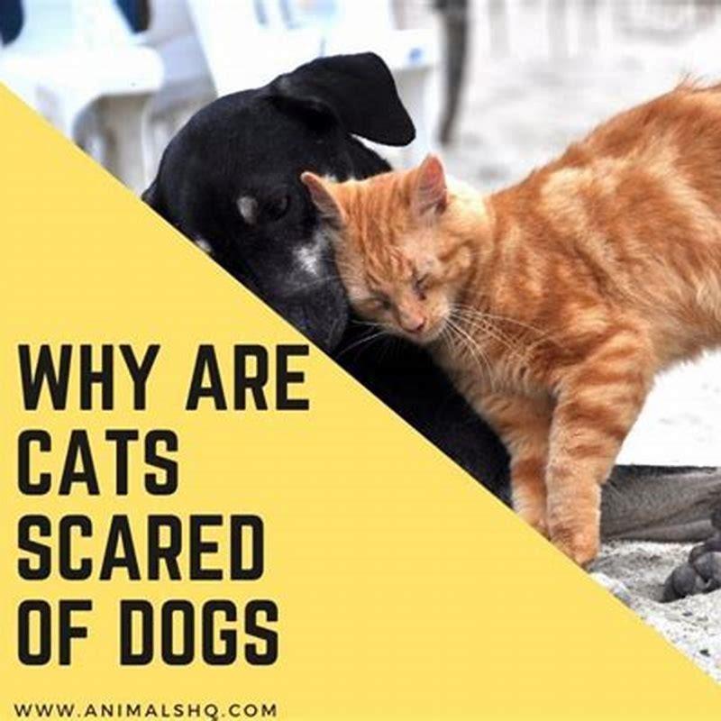 How long does it take cats to acclimate to other cats?