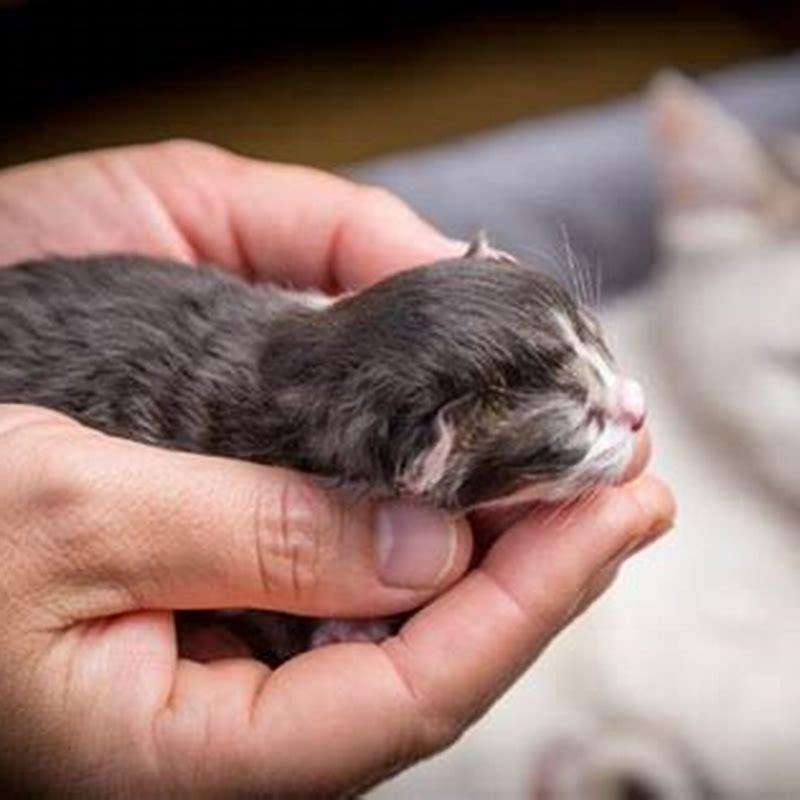 How Long Does It Take For Cats To Give Birth 