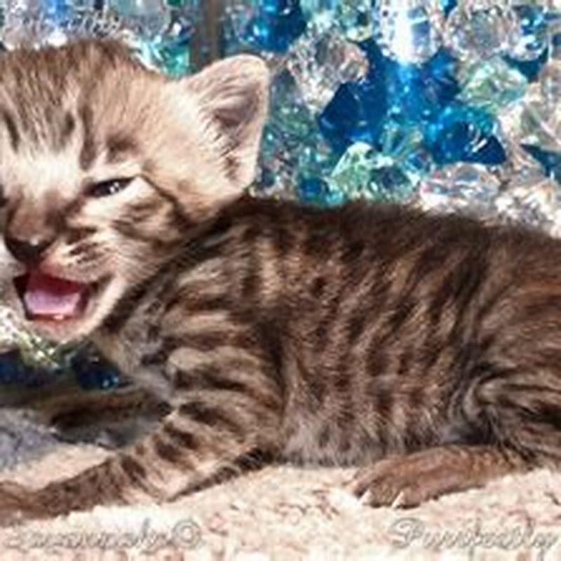 How long does the average Savannah cat live?