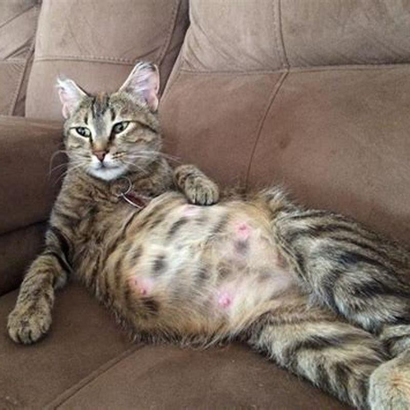 How long is a cat pregnant?