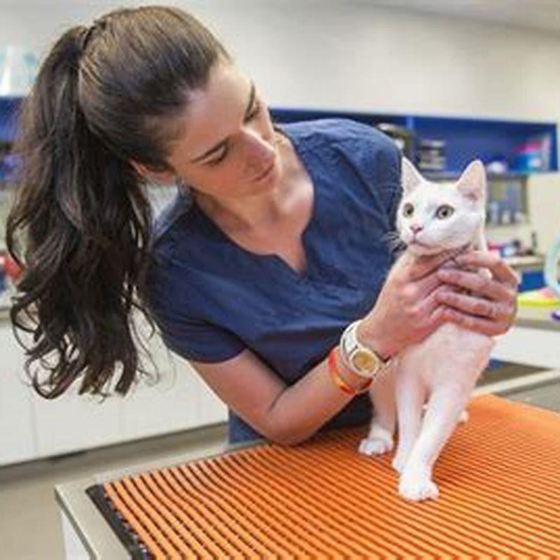 How long should cats be on Veraflox?