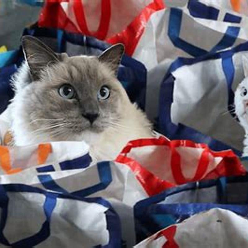 How long would it take for a cat to have a reaction to Cheristin?