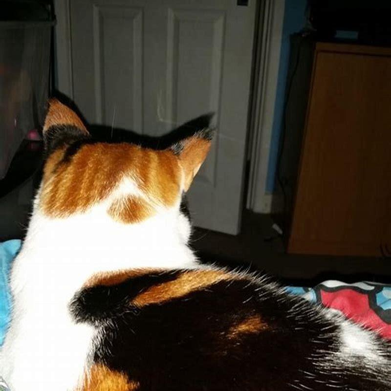 How loud is too loud for cats?
