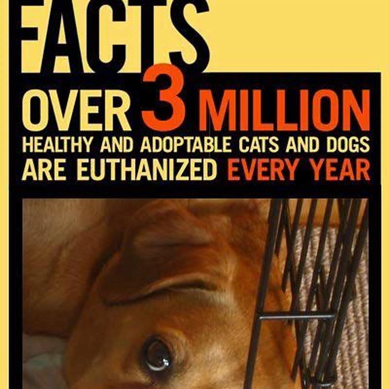 How many cats get euthanized each year?