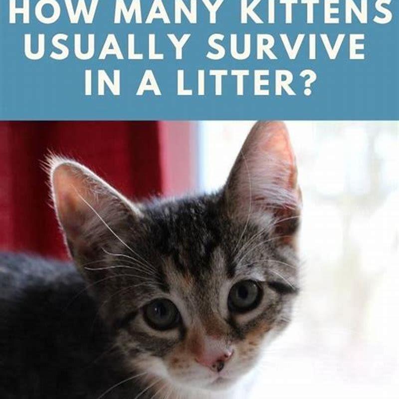 How many kittens survive in the first litter? - DIY Seattle