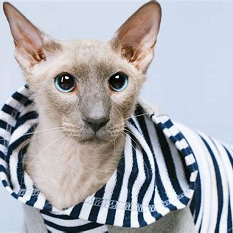 How many Peterbald cats are there?