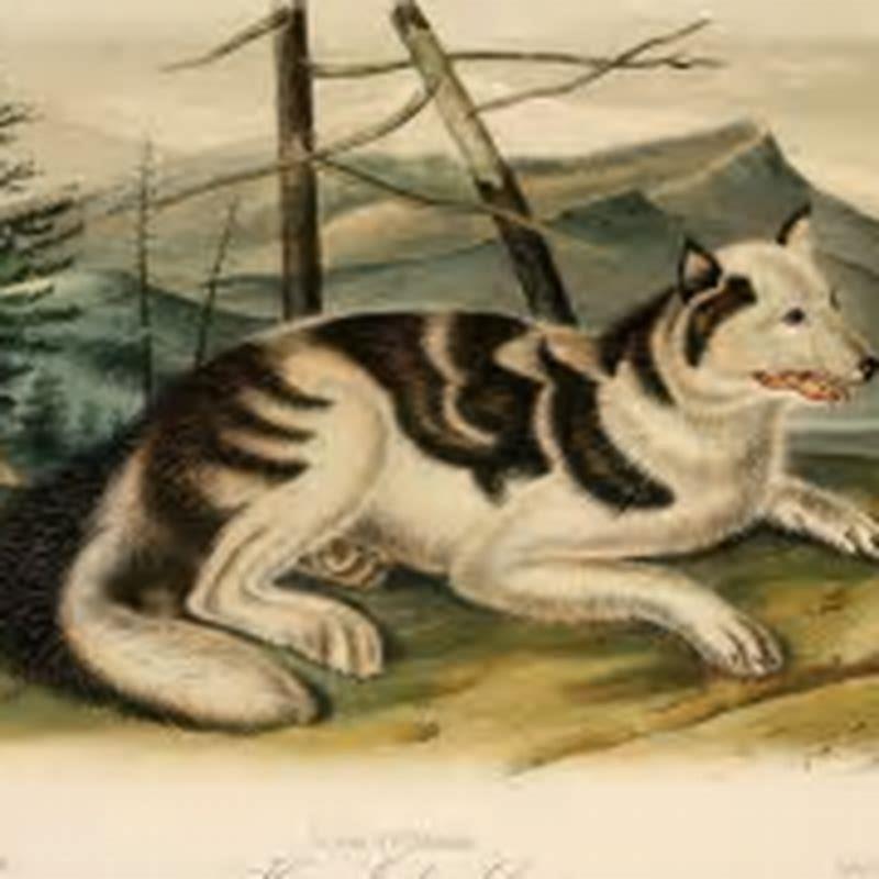 How many species have dogs made extinct?