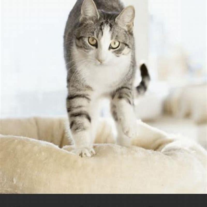 How often do cats go in heat a year?