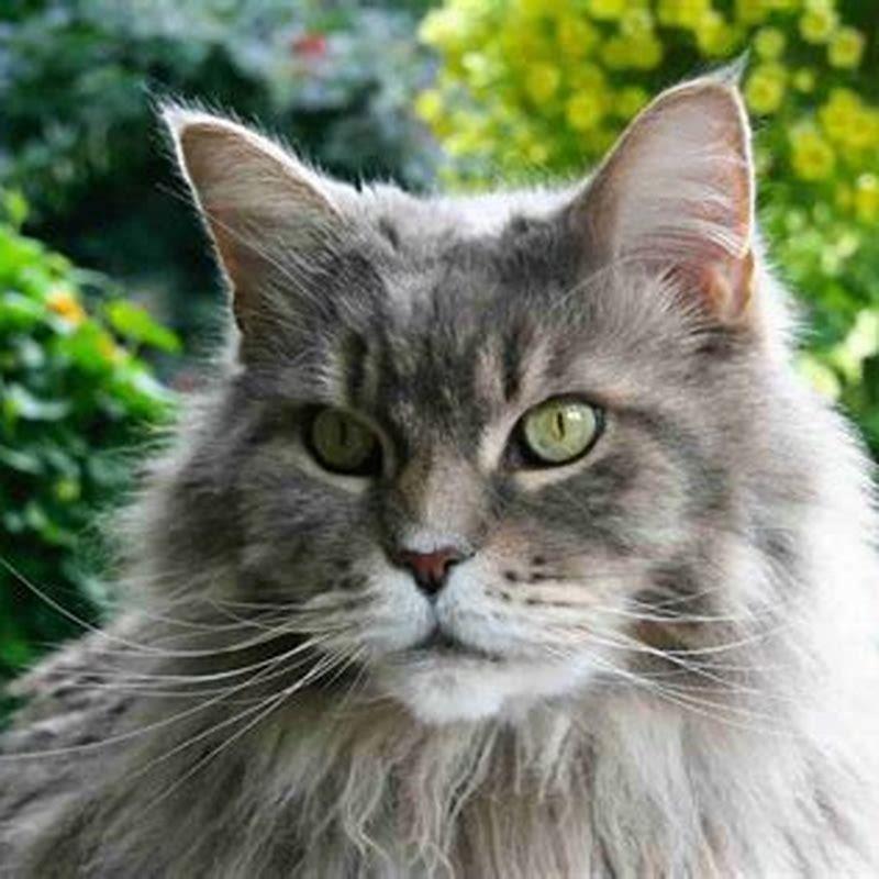 How often do cats shed their fur?