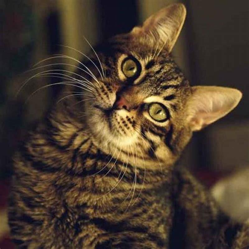 How often do indoor cats poop?