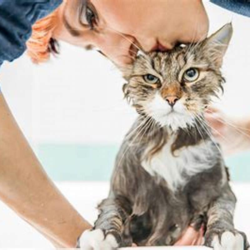 How often should I play with my cat?