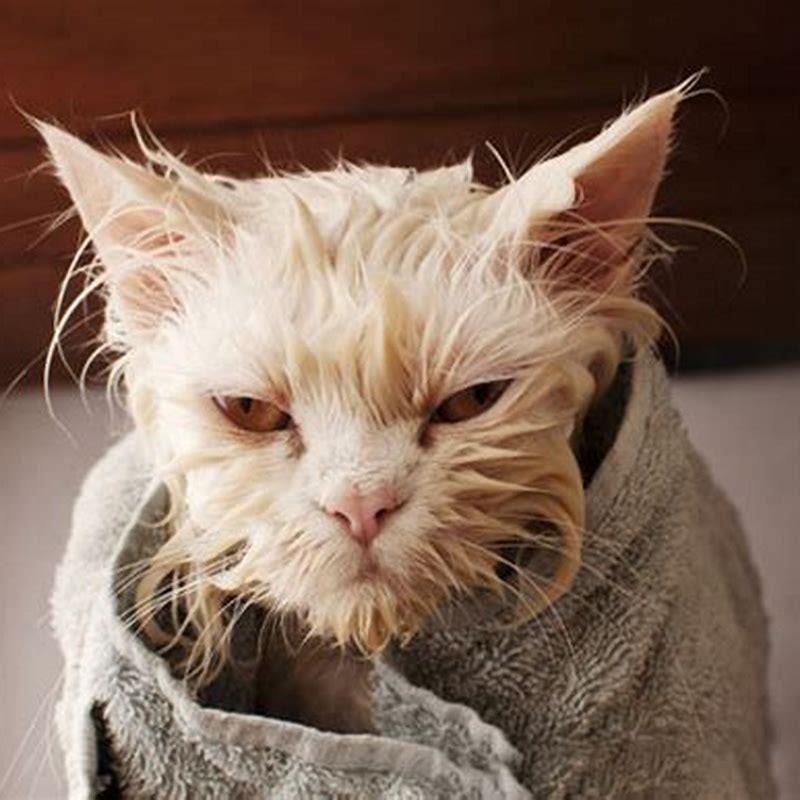 How Often Should You Wash Your Indoor Cat DIY Seattle how-often-should-you-wash-your-indoor-cat-diy-seattle