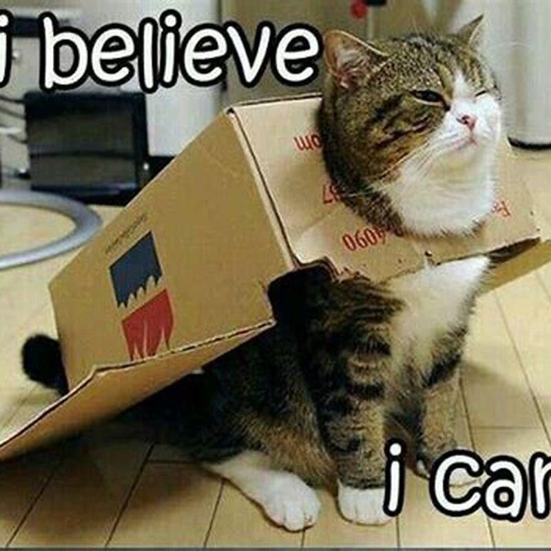 How quickly does chocolate affect cats?