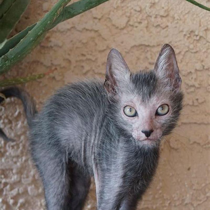 How rare is a Lykoi cat? - DIY Seattle