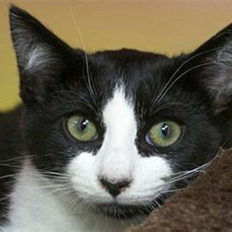 How rare is a tuxedo cat?