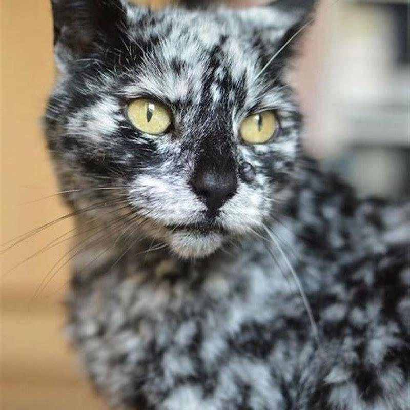 Is a black and white cat rare?