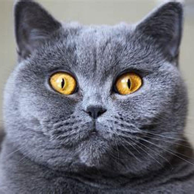 Is a British Shorthair a large cat?
