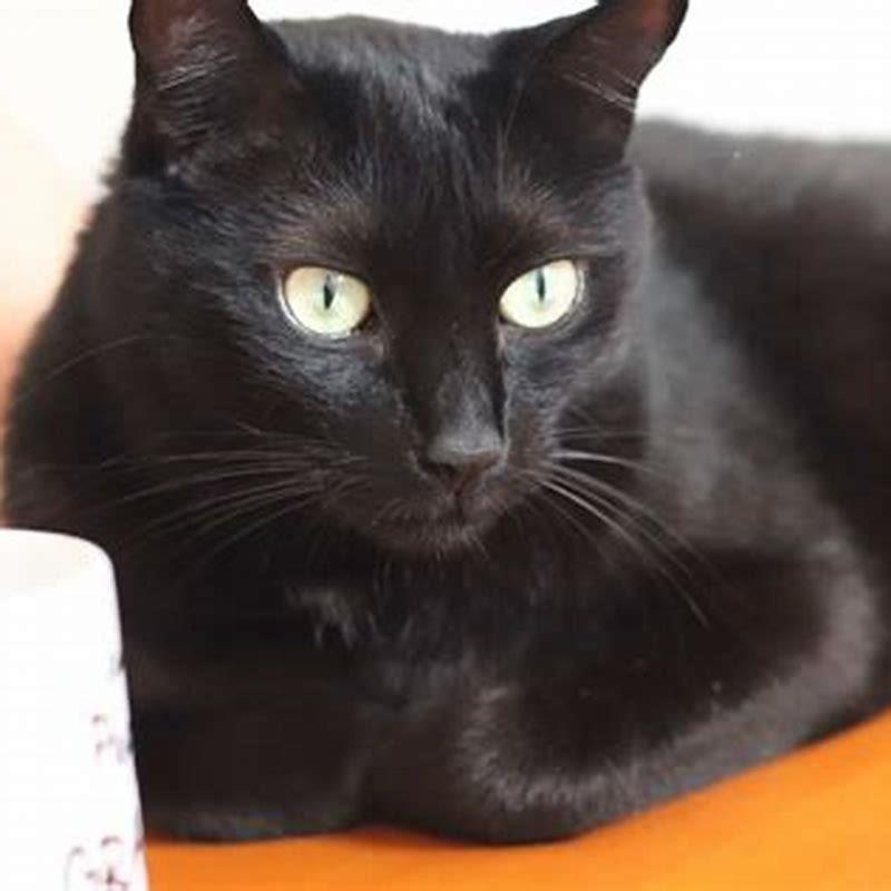 Is black cat a good omen?