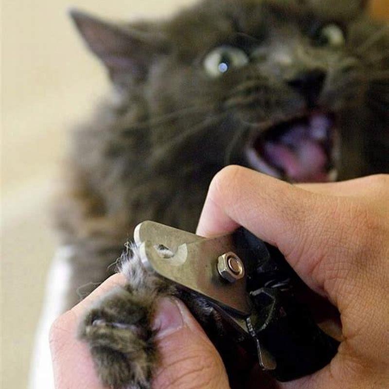 Is cat declawing painful?