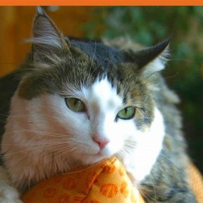 Is dandruff on cats normal?