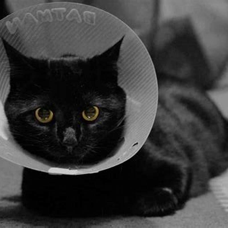 Is e-collar necessary after neutering cat?