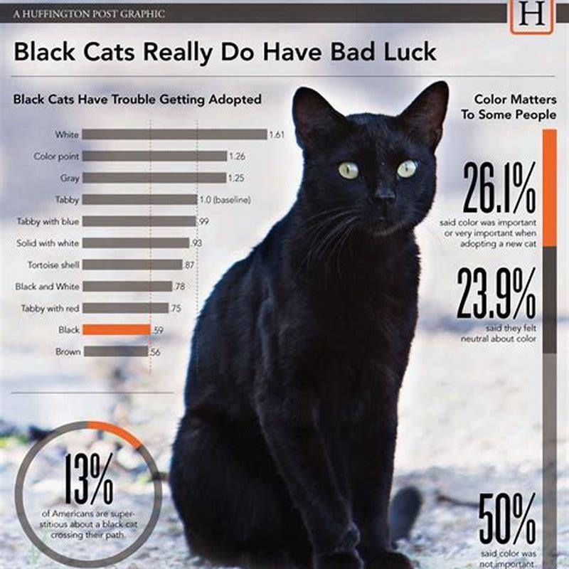Is it bad luck to have a black cat as a pet?