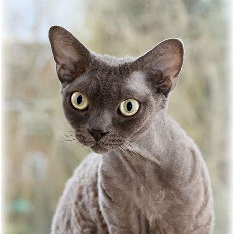 Is it difficult to breed cats?