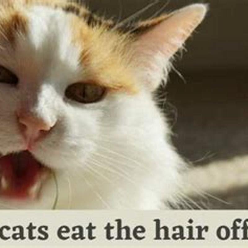 Is it normal for a cat to sneeze multiple times?