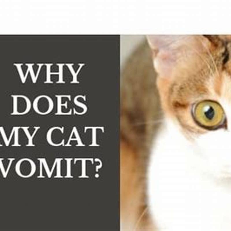 Is it normal for indoor cats to vomit?
