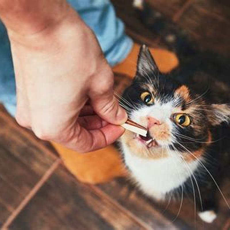 Is It OK For Cats To Eat Meat DIY Seattle Is It OK For Cats To Eat Meat DIY Seattle